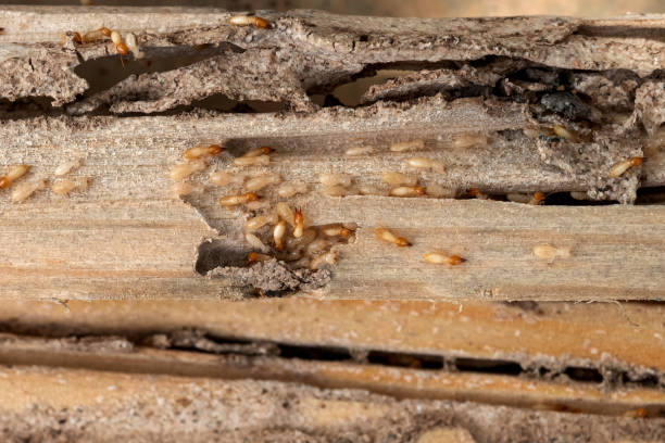 Best Exterminator Services  in Saco, ME